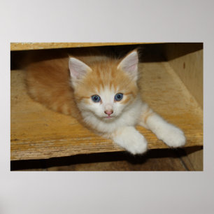 Snygg Orange Tabby Kitten Poster
