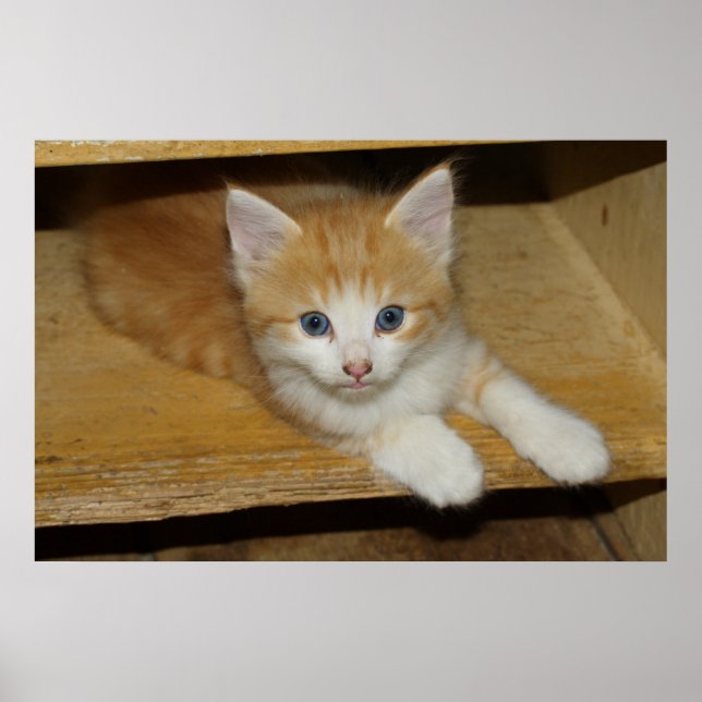 Snygg Orange Tabby Kitten Poster (Framsidan)