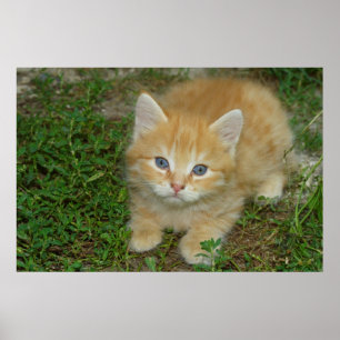 Snygg Orange Tabby Kitten Poster