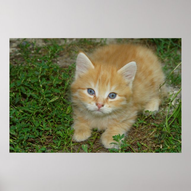 Snygg Orange Tabby Kitten Poster (Framsidan)