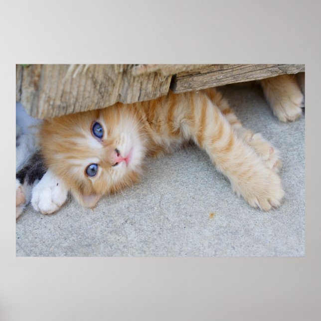 Snygg Orange Tabby Kitten Poster (Framsidan)