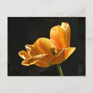 Snygg Orange Tulip Stäng DIY-vykort Helg Vykort