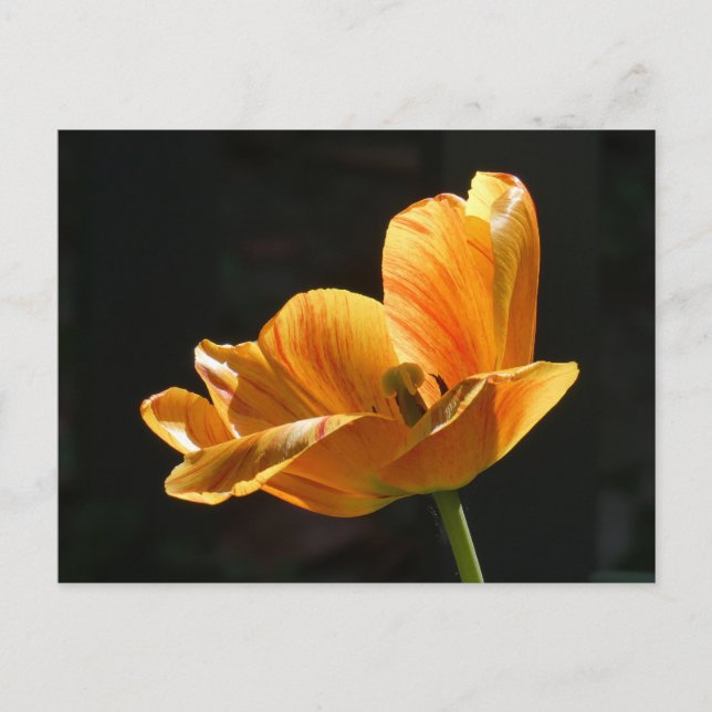 Snygg Orange Tulip Stäng DIY-vykort Helg Vykort (Framsida)