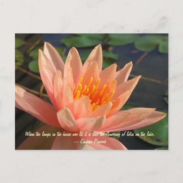 Snygg Orange Vatten Lily Vykort (Framsida)