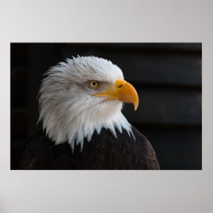 Snygg örn porträtt poster