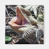 Snygg, öronmärkt Dragon Lil'Murph