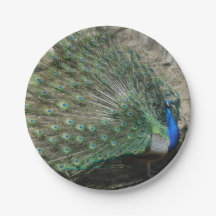 Snygg Peacock