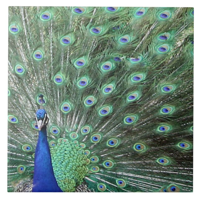 Snygg peacock Art Tile Kakelplatta (Framsidan)