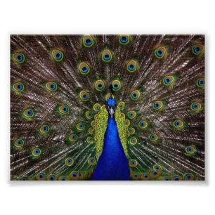 Snygg Peacock Fototryck