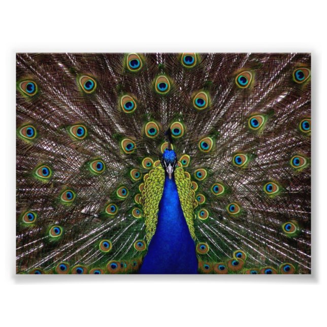 Snygg Peacock Fototryck (Framsidan)