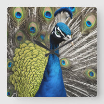 Snygg Peacock