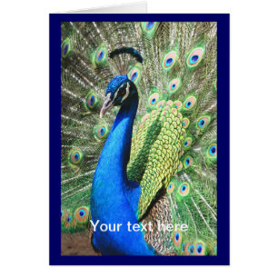 Snygg Peacock Hälsningskort