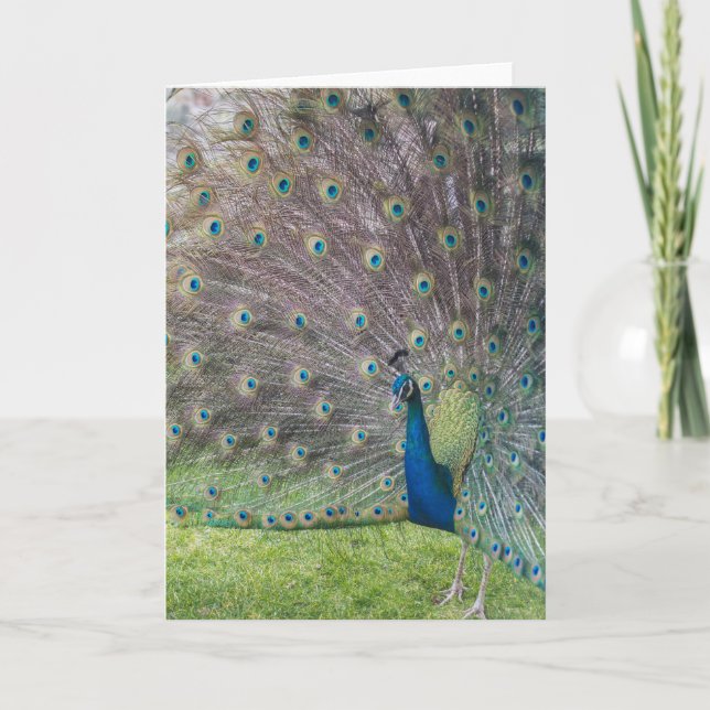 Snygg Peacock Kort (Framsida)