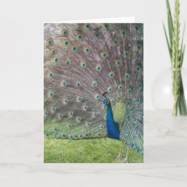 Snygg Peacock Kort