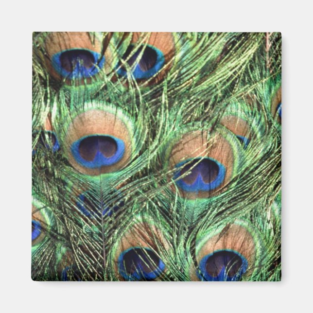 Snygg Peacock Magnet (Framsidan)