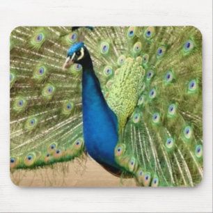 Snygg Peacock Musmatta