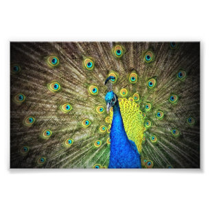 Snygg Peacock Photo Fototryck