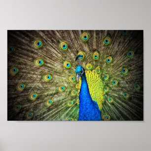 Snygg Peacock Photo Poster