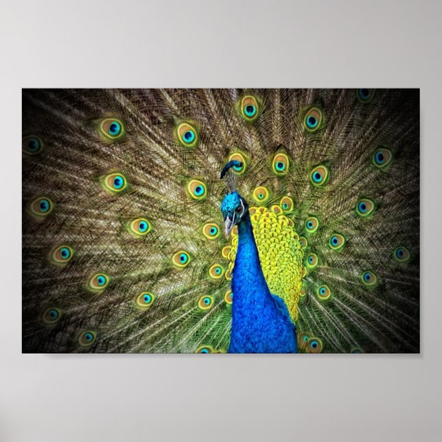 Snygg Peacock Photo Poster (Framsidan)
