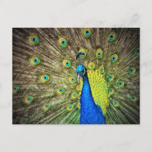 Snygg Peacock Photo Vykort