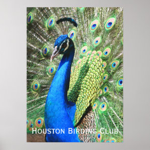 Snygg Peacock Poster