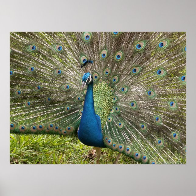 Snygg Peacock Poster (Framsidan)