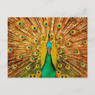 Snygg Peacock Vykort