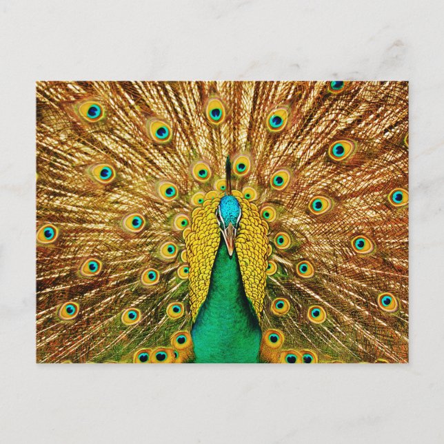 Snygg Peacock Vykort (Framsida)