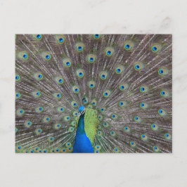 Snygg Peacock Vykort