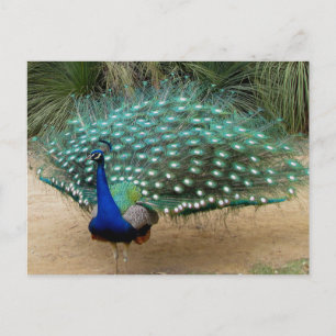 Snygg Peacock Vykort