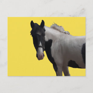 Snygg Piebald Pony Vykort
