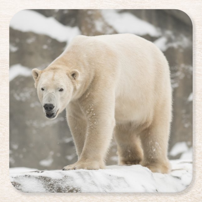 Snygg Polar Bear Underlägg Papper Kvadrat (Framsidan)