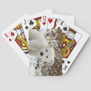 Snygg Polar Bear Unge Casinokort