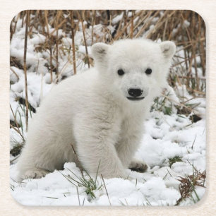 Snygg Polar Bear Unge Underlägg Papper Kvadrat