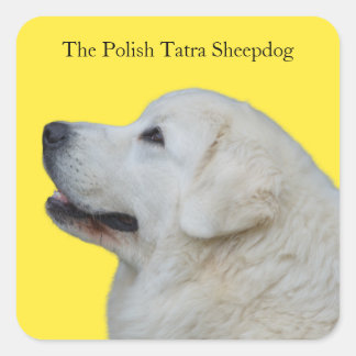 Snygg polsk Tatra Sheepdog Breed Sticker Fyrkantigt Klistermärke
