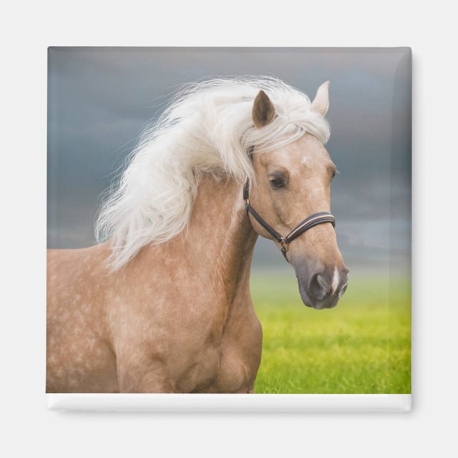 Snygg Porträtt Palomino Horse med Long Mane Magnet (Framsidan)