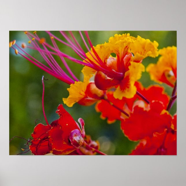 Snygg Poster (Framsidan)