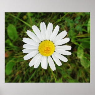 Snygg Poster av gemensam Daisy