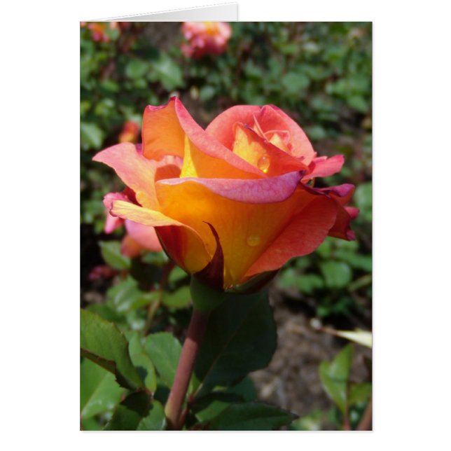 Snygg Ro Hälsningskort (Framsidan)