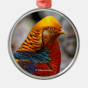 Snygg röd Golden Pheasant Gamebird Julgransprydnad Metall