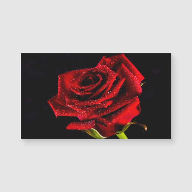 Snygg röd ros (Framsida)