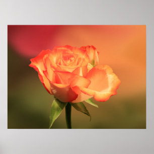 Snygg Romantic Ro-foto Poster