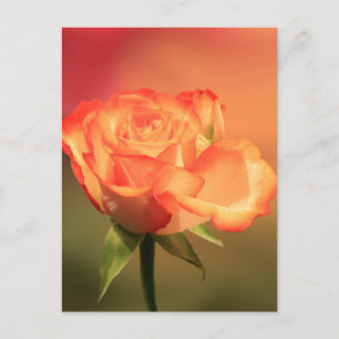 Snygg Romantic Ro-foto Vykort