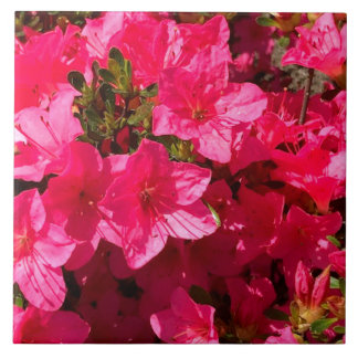 Snygg Rosa Azalea Flowers Tiles Kakelplatta