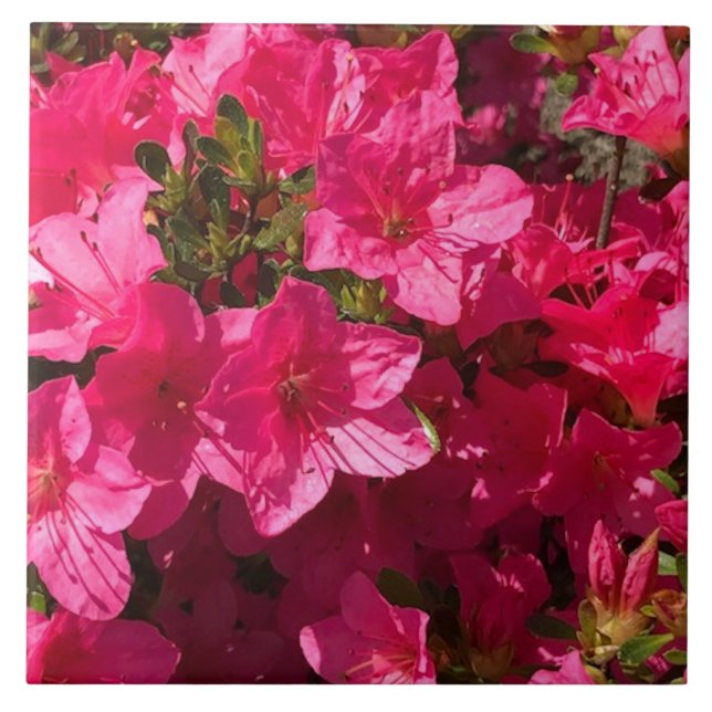 Snygg Rosa Azalea Flowers Tiles Kakelplatta (Framsidan)
