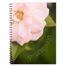 Snygg rosa blommar ro