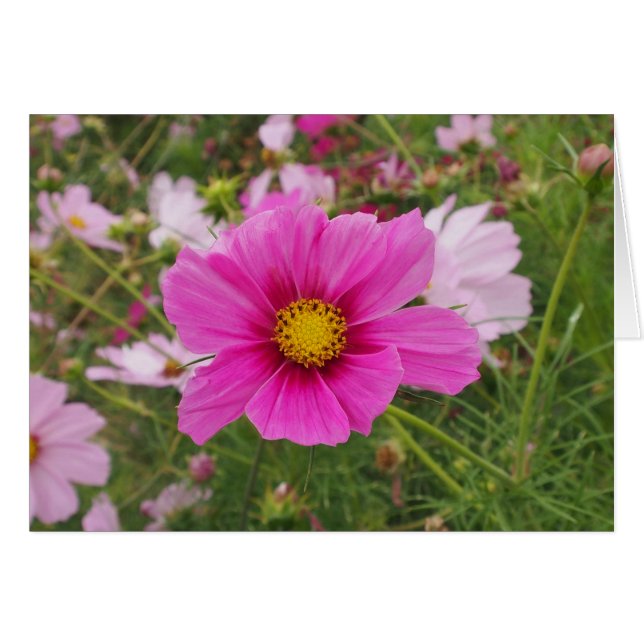 Snygg Rosa Cosmos Flower Hälsningskort (Framsidan Horizontal)