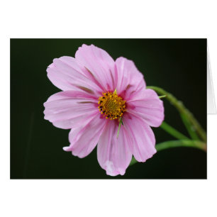 Snygg Rosa Cosmos Wildblomma OBS Kort