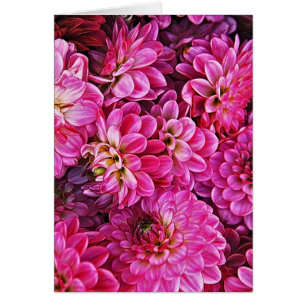 Snygg rosa dahlias hälsningskort
