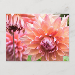 Snygg Rosa Dahlias Vykort